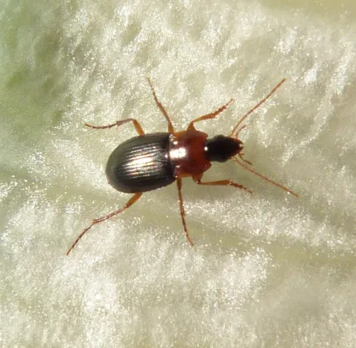 Calathus melanocephalus - photo 5