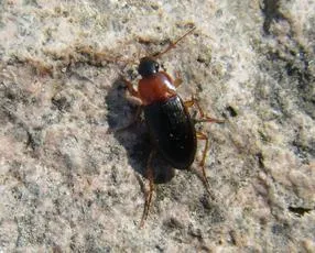 Calathus melanocephalus - photo 6