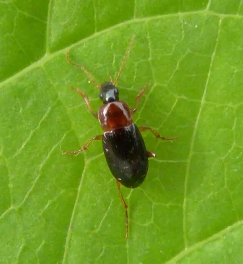 Calathus melanocephalus - photo 7