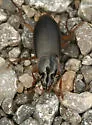 Calathus opaculus