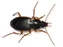 Calathus opaculus - photo 2