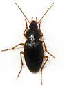 Calathus opaculus - photo 3