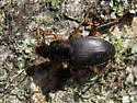 Calathus opaculus - photo 4