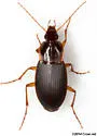 Calathus opaculus - photo 5