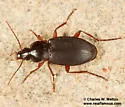 Calathus peropacus - photo 3
