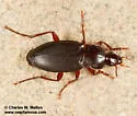 Calathus peropacus - photo 4