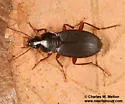 Calathus peropacus - photo 5