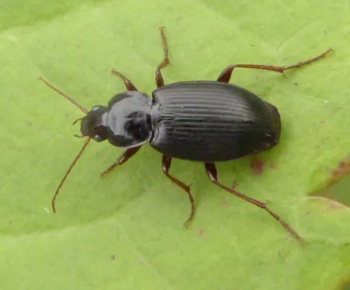 Calathus rotundicollis - photo 2