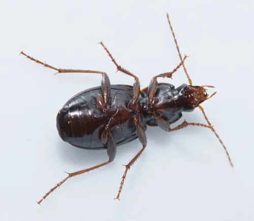 Calathus rotundicollis - photo 3