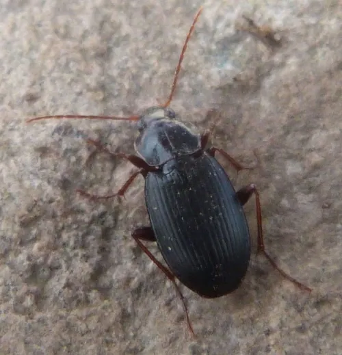 Calathus rotundicollis - photo 4