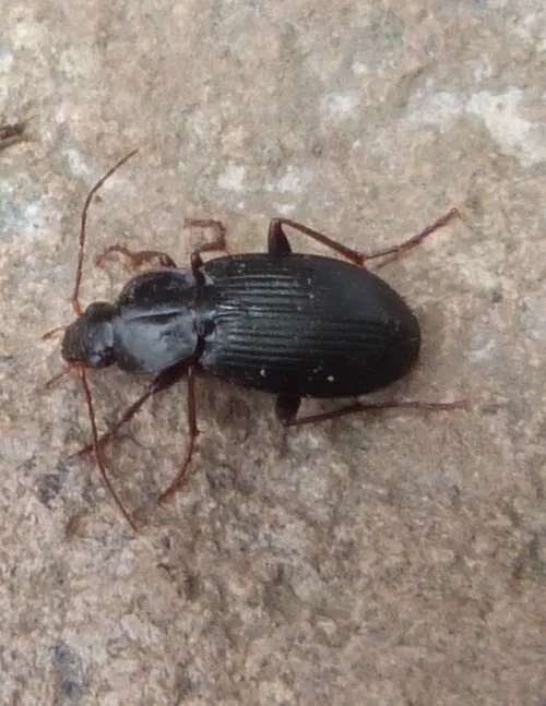 Calathus rotundicollis - photo 5