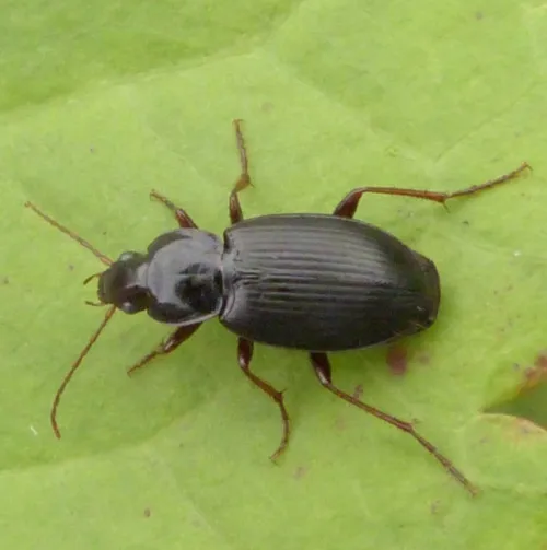 Calathus rotundicollis - photo 6