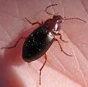 Calathus ruficollis - photo 2