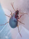 Calathus ruficollis - photo 3