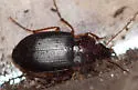 Calathus ruficollis - photo 4