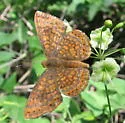 Arizona Metalmark - Hodges#4394