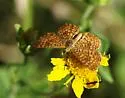 Arizona Metalmark - Hodges#4394 - photo 2