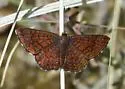 Arizona Metalmark - Hodges#4394 - photo 3