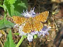 Arizona Metalmark - Hodges#4394 - photo 4