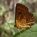 Arizona Metalmark - Hodges#4394 - photo 5