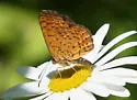 Northern Metalmark - Hodges#4387 - photo 2