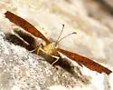 Northern Metalmark - Hodges#4387 - photo 3