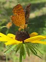 Northern Metalmark - Hodges#4387 - photo 4