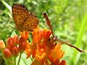 Northern Metalmark - Hodges#4387 - photo 5