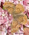 Swamp Metalmark - Hodges#4391