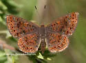 Swamp Metalmark - Hodges#4391 - photo 2