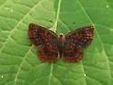 Swamp Metalmark - Hodges#4391 - photo 3