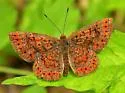 Swamp Metalmark - Hodges#4391 - photo 4