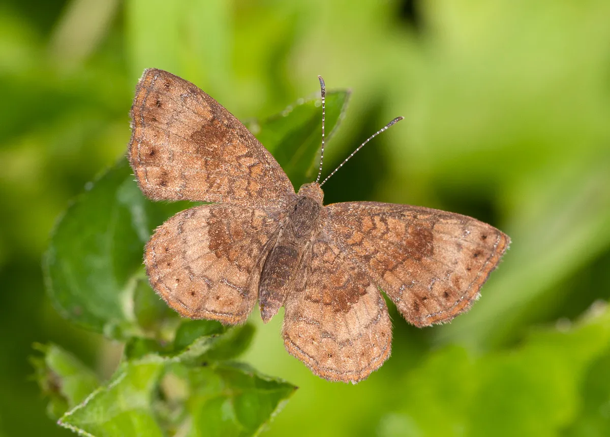 Fatal Metalmark - photo 3