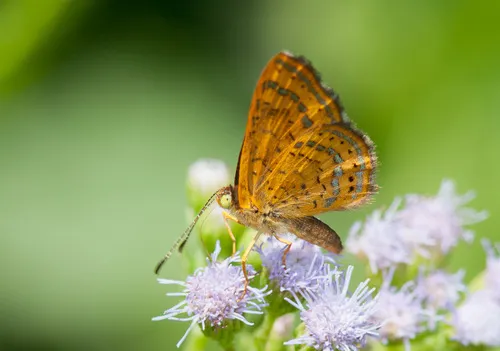 Fatal Metalmark - photo 5