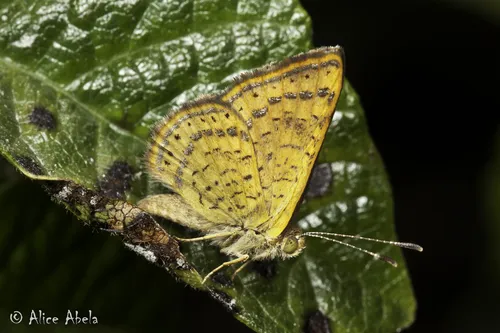 Fatal Metalmark - photo 7