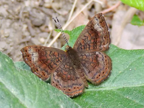 Fatal Metalmark - photo 8