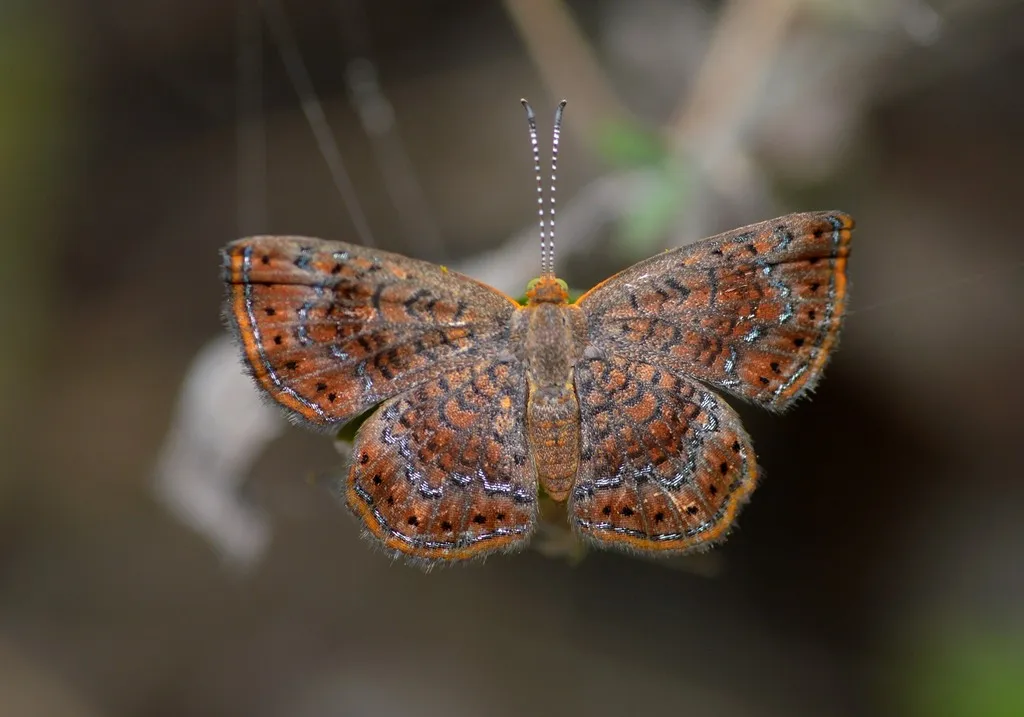 Rounded Metalmark - photo 2