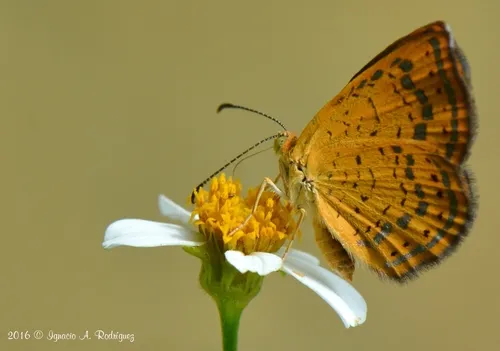 Rounded Metalmark - photo 5