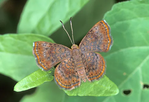 Rounded Metalmark - photo 7