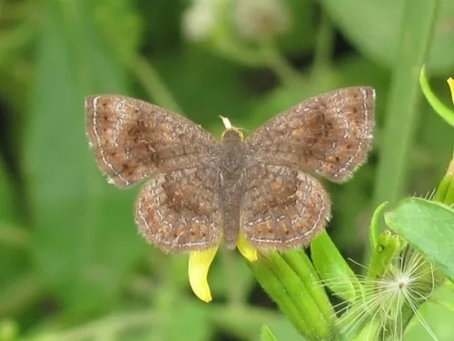 Rounded Metalmark - photo 8