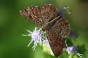 Rawson's Metalmark - Hodges#4392
