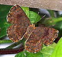 Rawson's Metalmark - Hodges#4392 - photo 2
