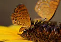 Rawson's Metalmark - Hodges#4392 - photo 3