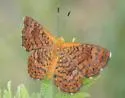 Rawson's Metalmark - Hodges#4392 - photo 4