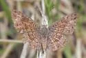 Rawson's Metalmark - Hodges#4392 - photo 5