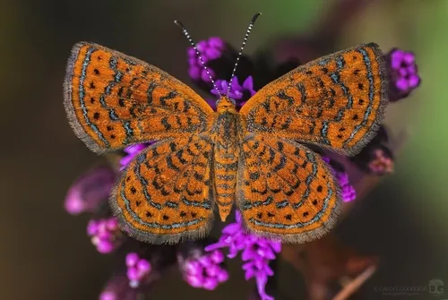 Little Metalmark