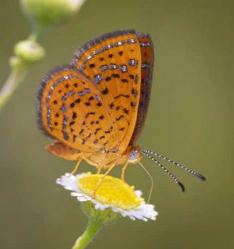 Little Metalmark - photo 5
