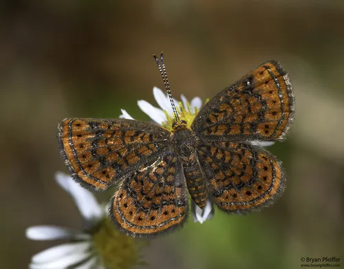 Little Metalmark - photo 7