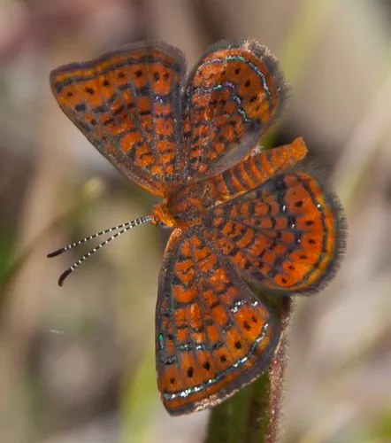 Little Metalmark - photo 8