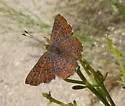 Calephelis wrighti - Hodges#4390 - photo 3
